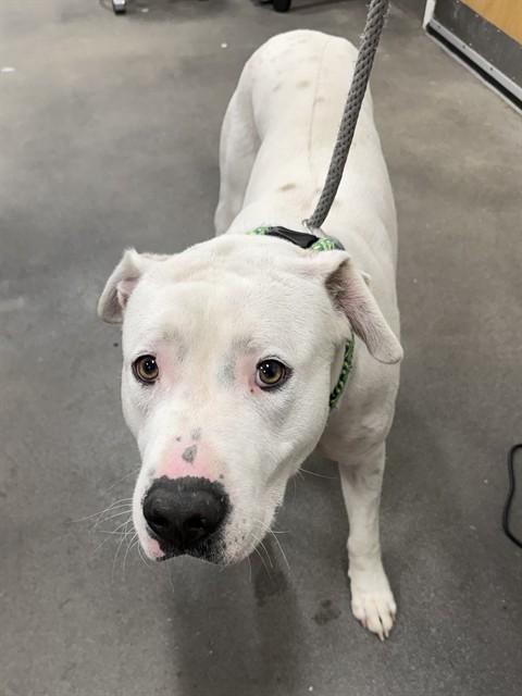 REIN, Adoptable, Young Male Pit Bull Terrier & Mixed Breed.