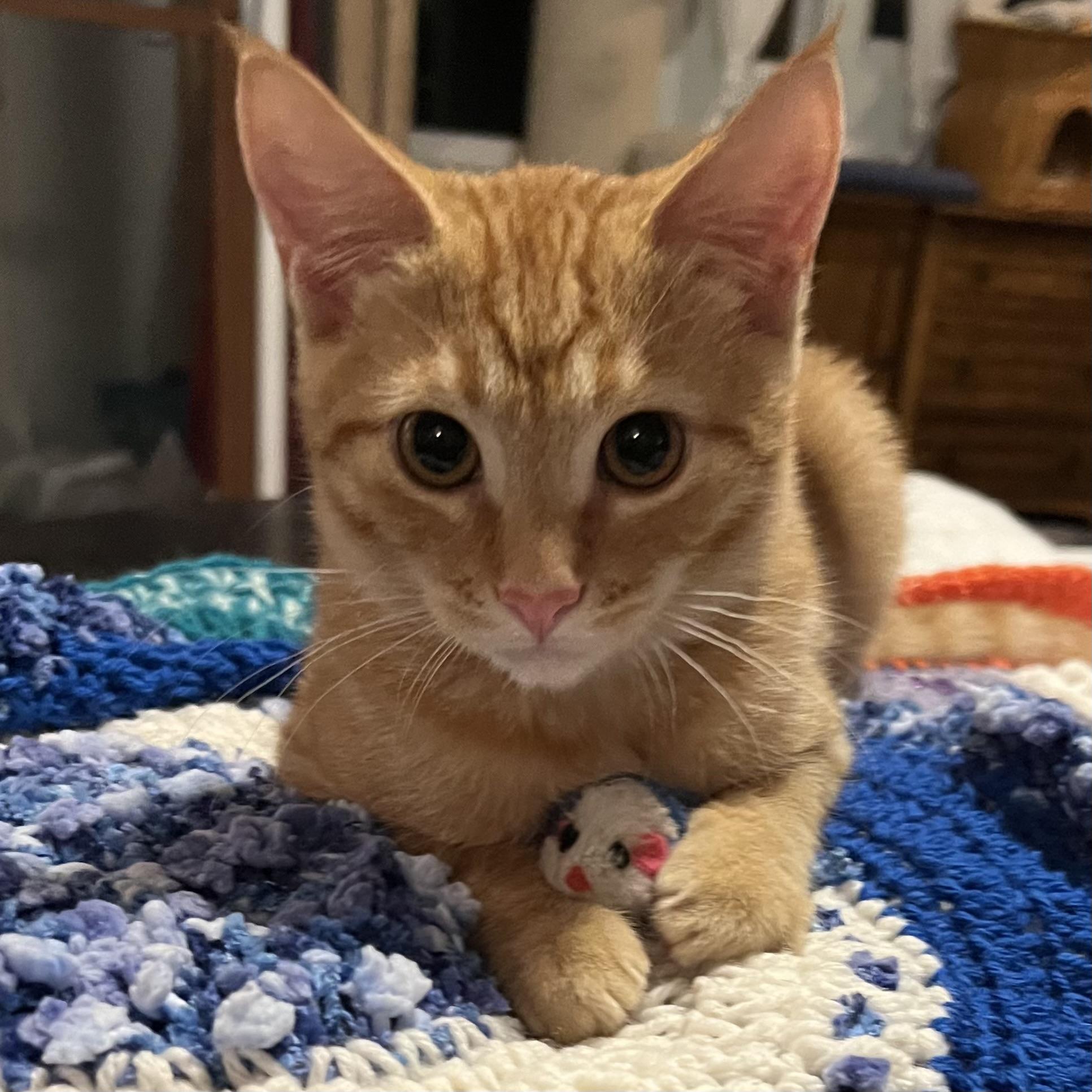 Star, a Adoptable Domestic Short Hair in Lake Geneva, WI image 3/6