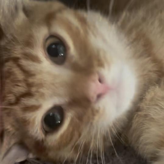 Star, a Adoptable Domestic Short Hair in Lake Geneva, WI image 4/6