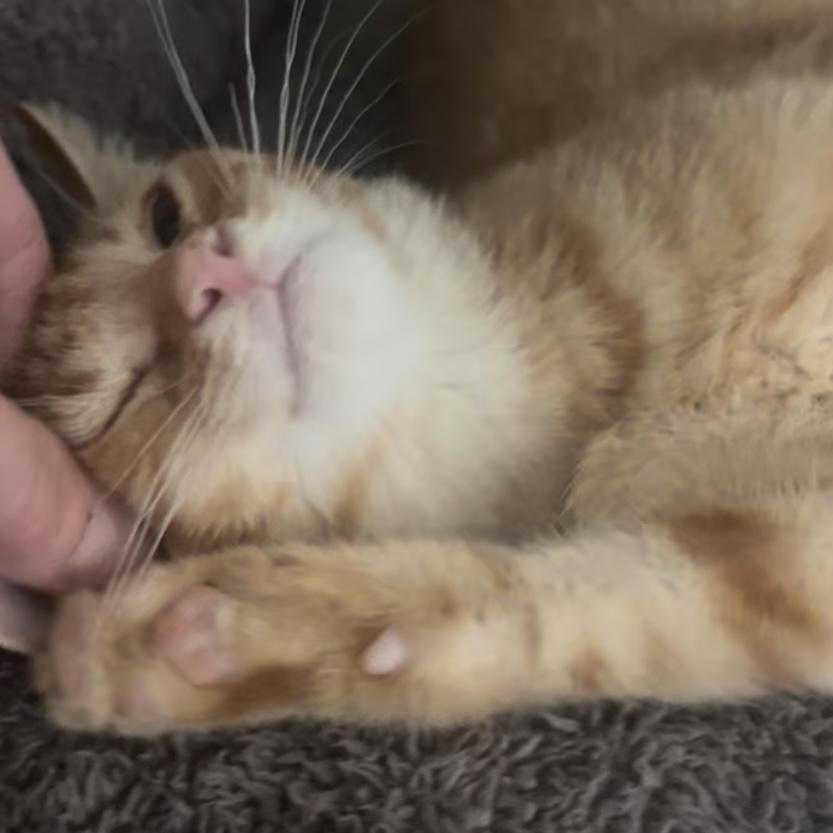 Star, a Adoptable Domestic Short Hair in Lake Geneva, WI image 5/6