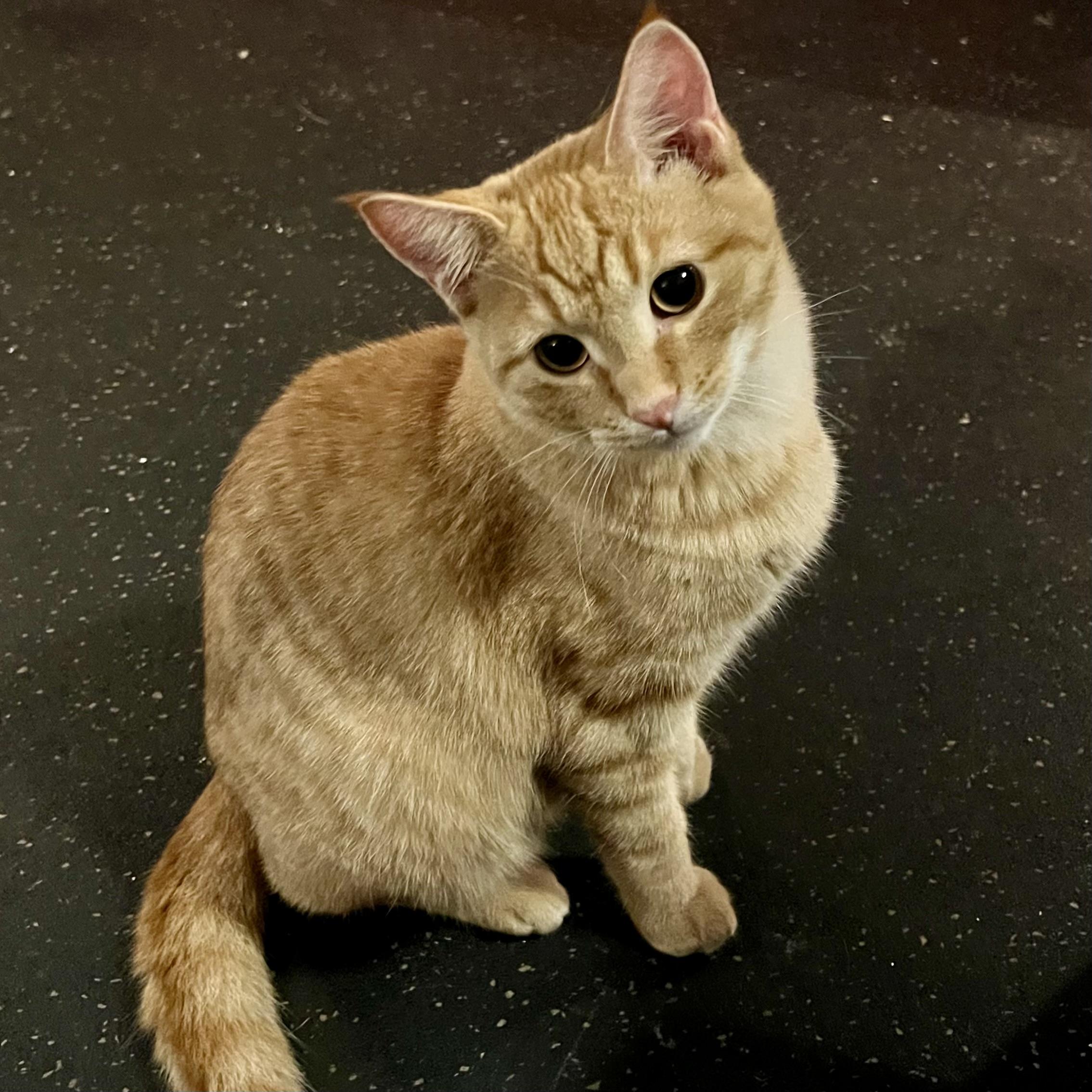 Star, a Adoptable Domestic Short Hair in Lake Geneva, WI image 1/6