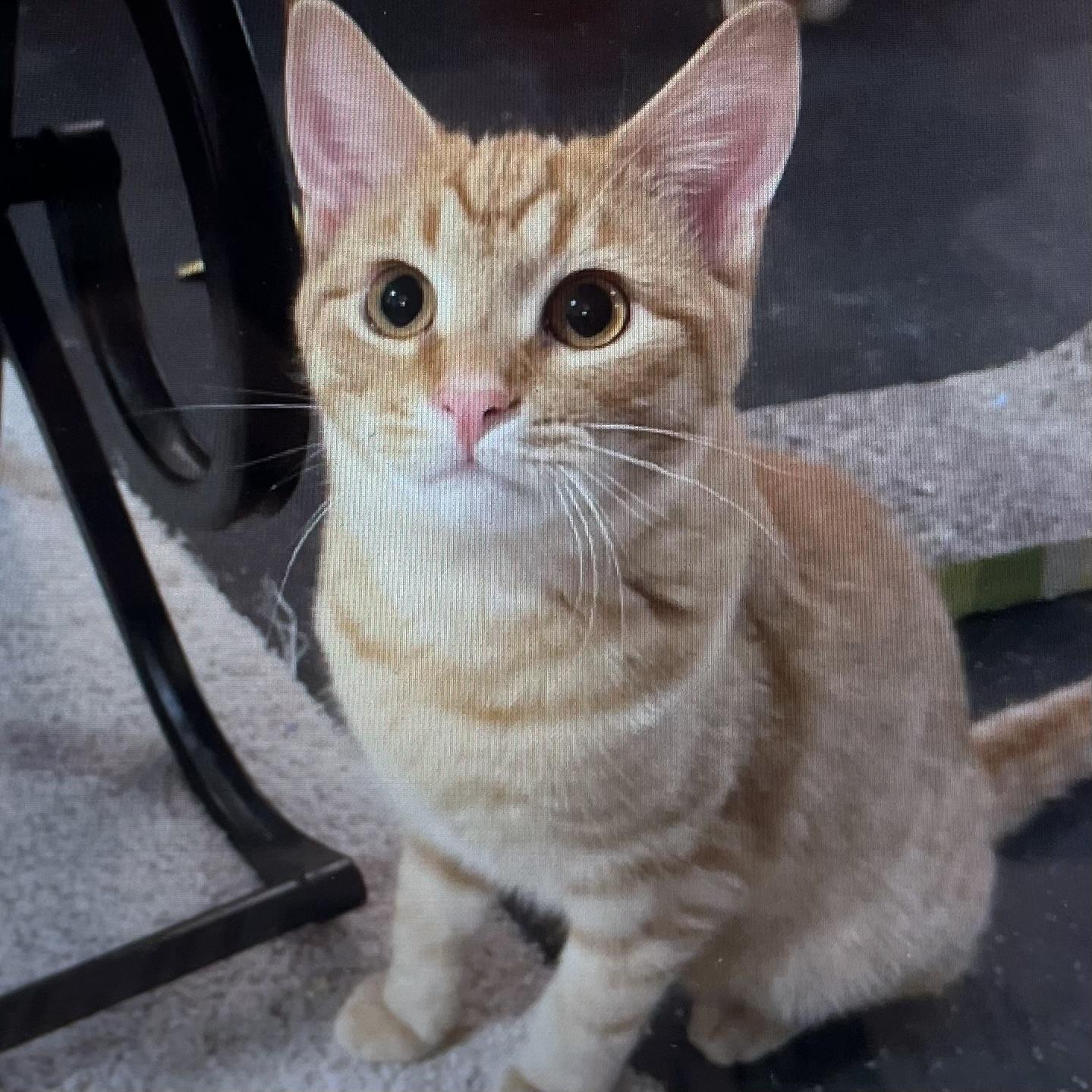 Star, a Adoptable Domestic Short Hair in Lake Geneva, WI image 2/6