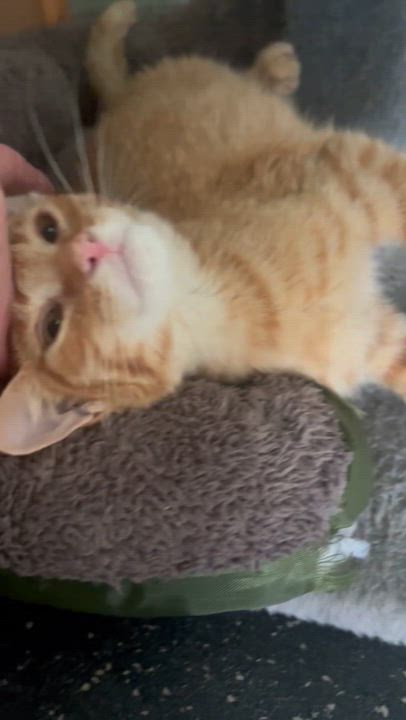 Enlarge Star, a Adoptable Domestic Short Hair in Lake Geneva, WI video 6/6