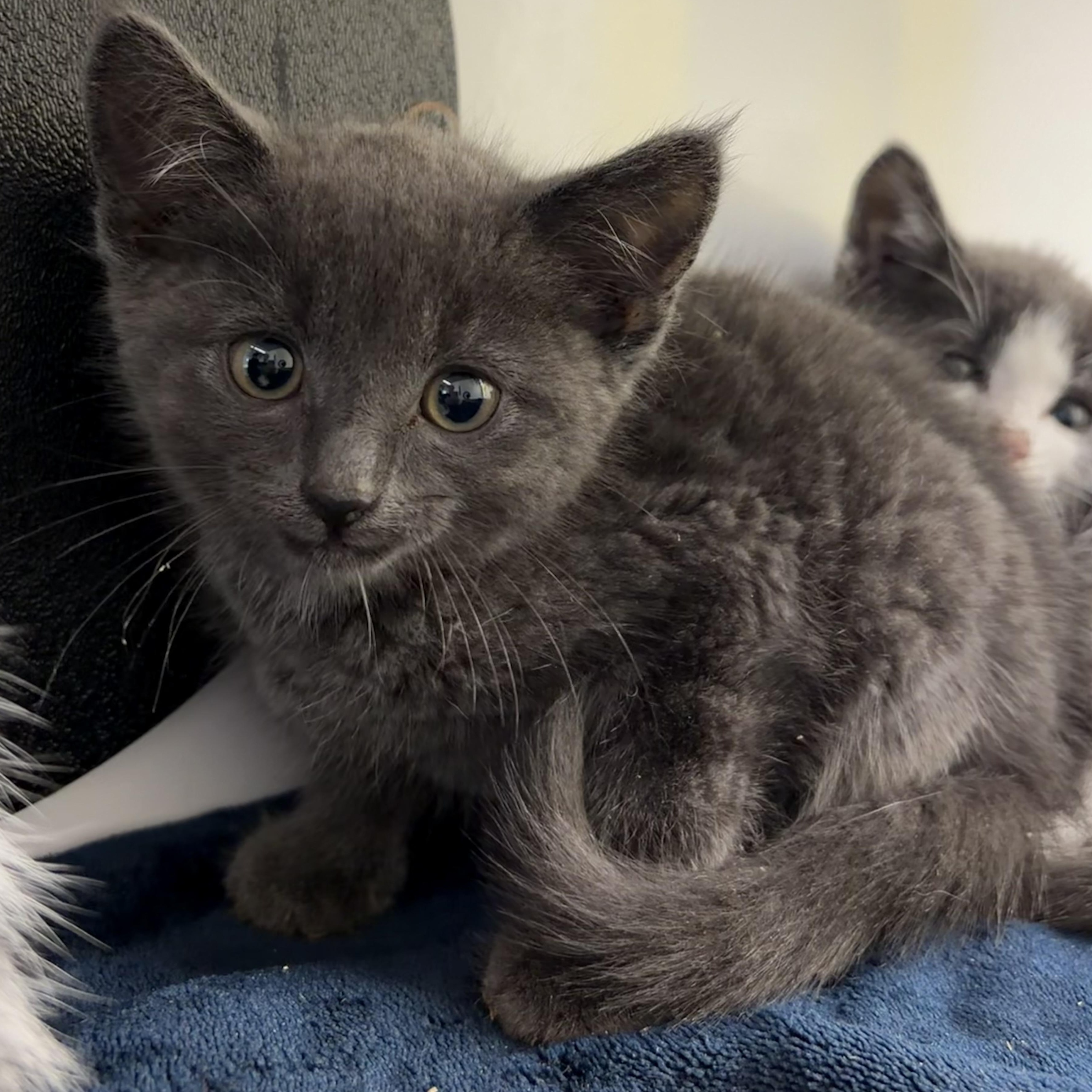 Enlarge Charizard, an adopted Domestic Short Hair in AQUEBOGUE, NY image 1/1