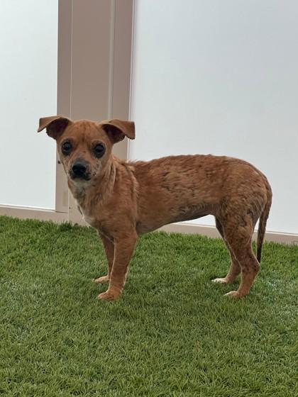 S/C Suicune — thumbnail 2