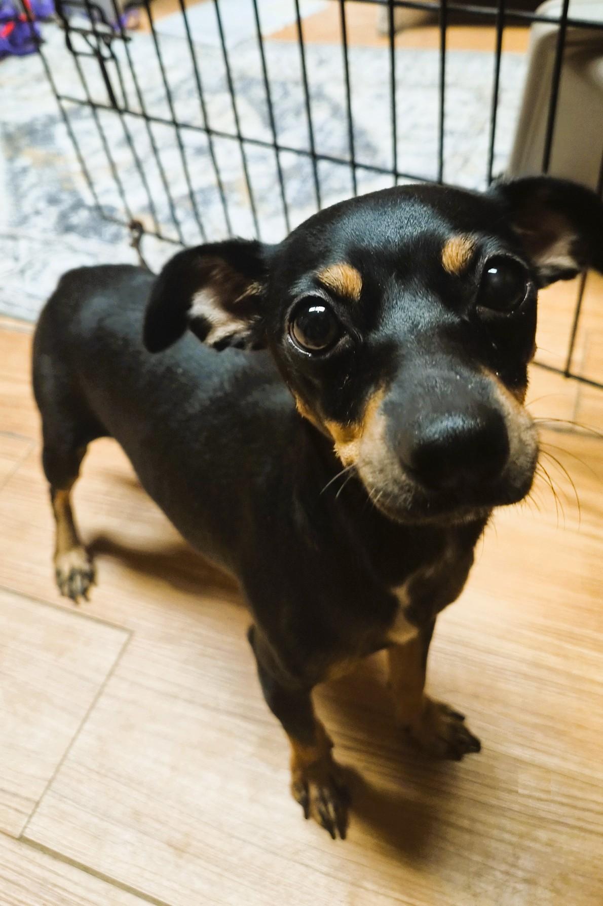 Princess, Adoptable, Adult Female Chihuahua.