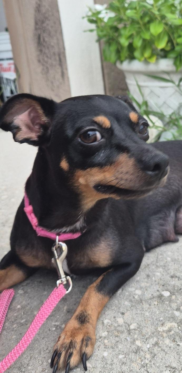 Enlarge Princess, a Adoptable Chihuahua in Orlando, FL image 4/5