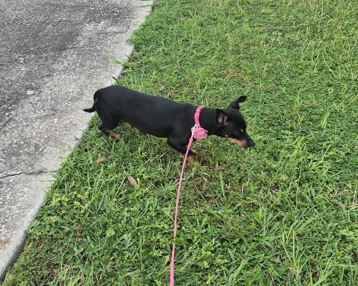 Enlarge Princess, a Adoptable Chihuahua in Orlando, FL image 5/5