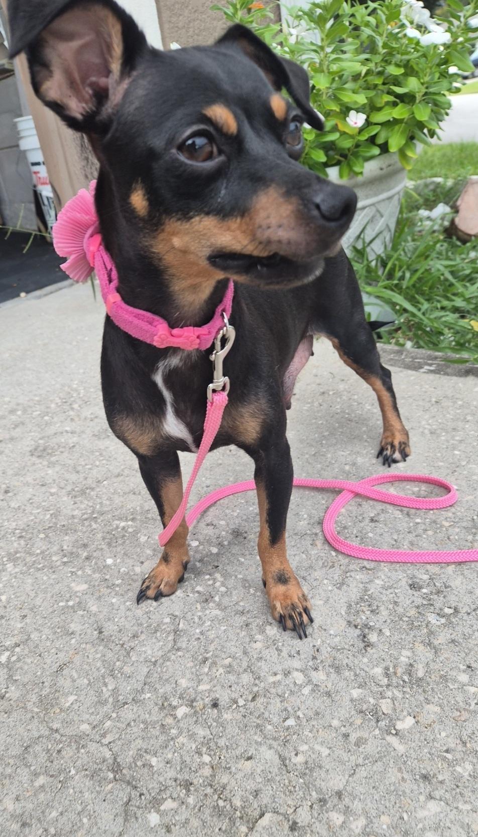 Enlarge Princess, a Adoptable Chihuahua in Orlando, FL image 3/5