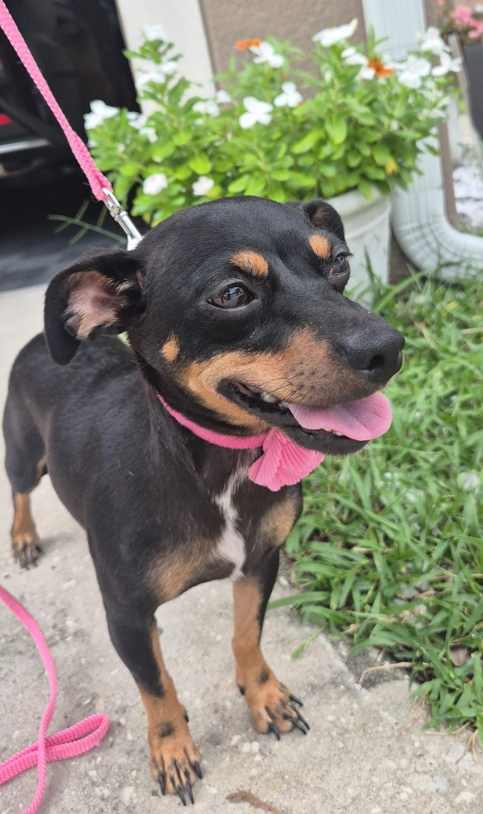 Enlarge Princess, a Adoptable Chihuahua in Orlando, FL image 1/5