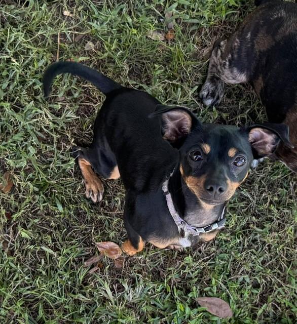 Enlarge Princess, a Adoptable Chihuahua in Orlando, FL image 2/5