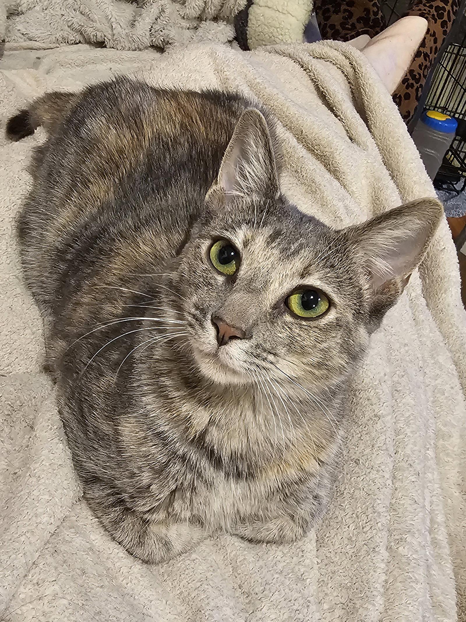 Enlarge Solo, a Adopted Domestic Short Hair in Mission Viejo, CA image 1/3