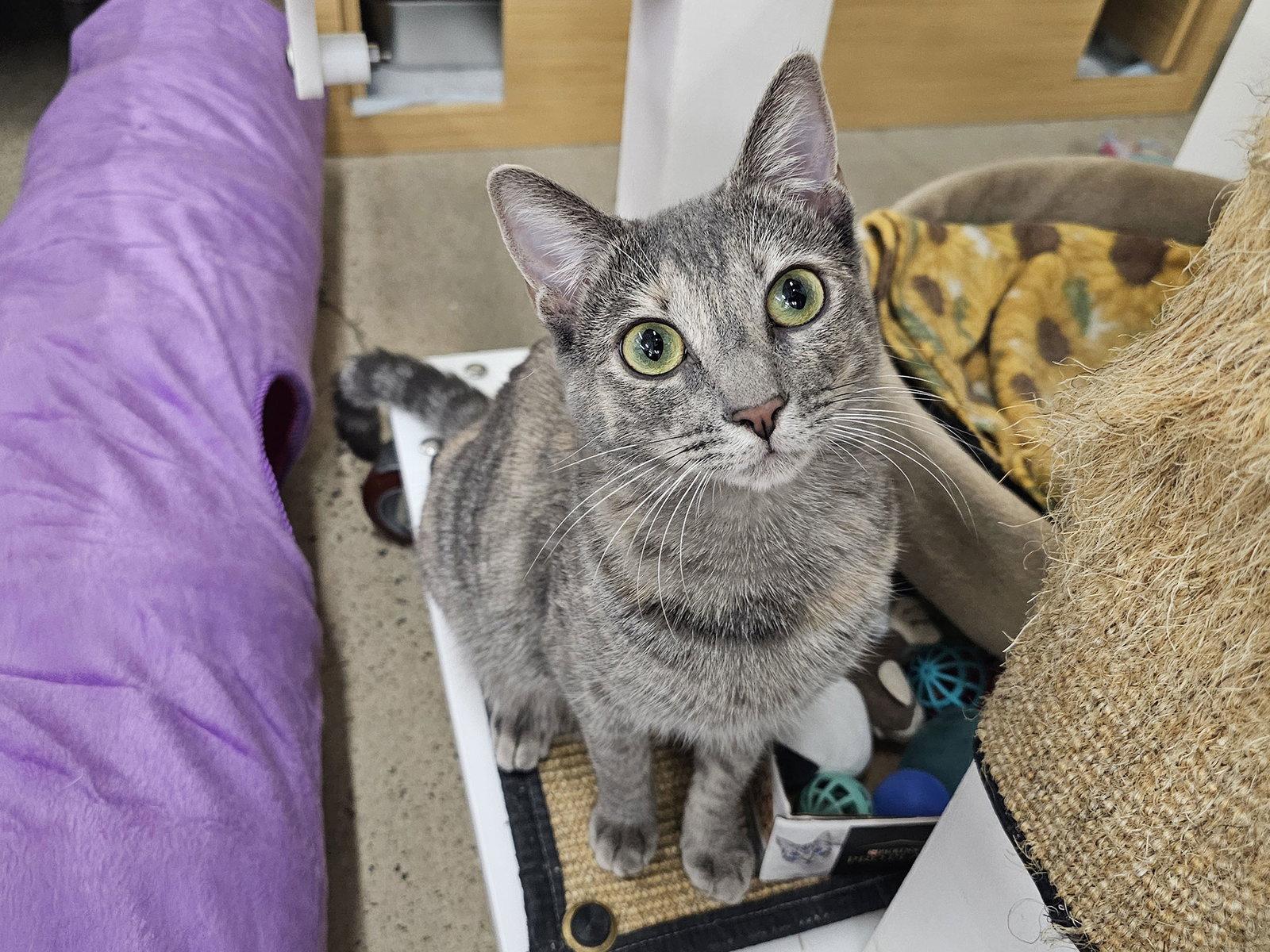 Enlarge Solo, a Adopted Domestic Short Hair in Mission Viejo, CA image 3/3