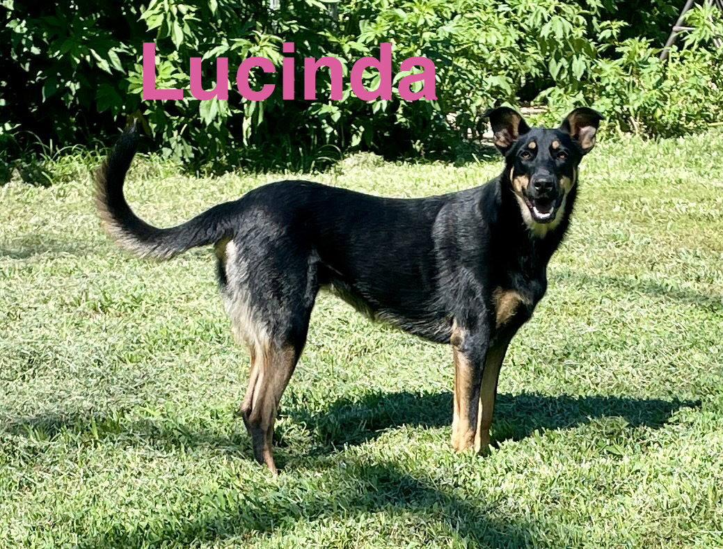 Lucinda, a Adoptable mixed breed in Topeka, KS image 1/2