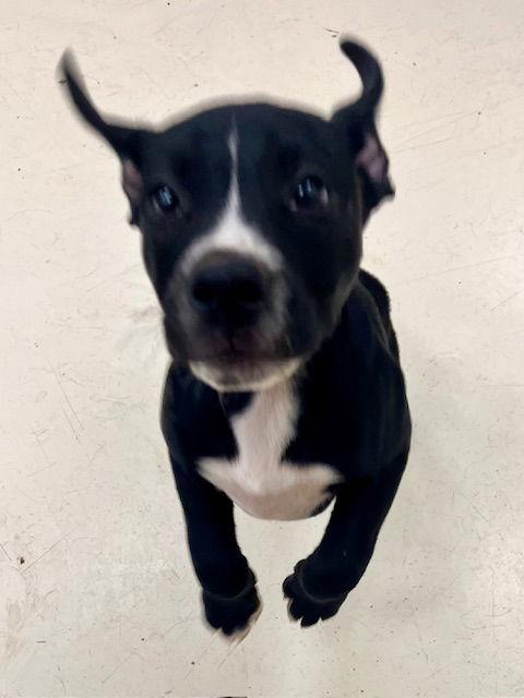 Dill, Adopted, Puppy Male Staffordshire Bull Terrier & Labrador Retriever.