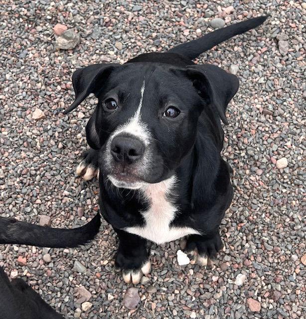 Dill, a Adopted mixed breed in Webster, WI image 2/3