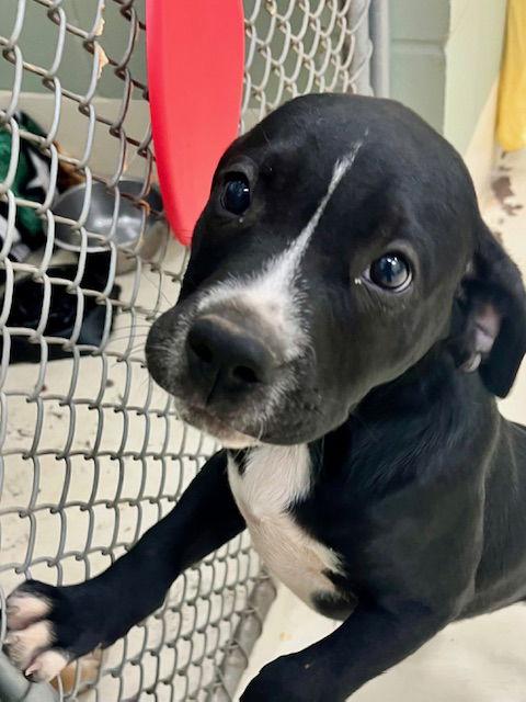 Dill, a Adopted mixed breed in Webster, WI image 3/3