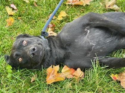 Mae, a Adoptable mixed breed in Yakima, WA image 1/3