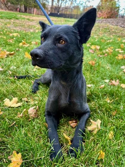 Mae, a Adoptable mixed breed in Yakima, WA image 2/3