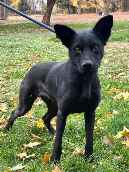 Mae, a Adoptable mixed breed in Yakima, WA image 3/3