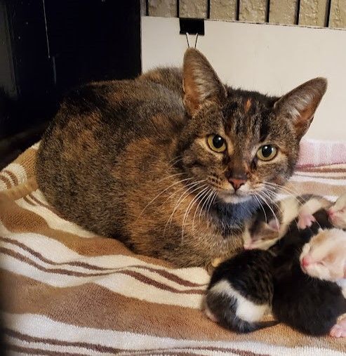 Sangria, a Adoptable Torbie in Geneseo, IL image 3/3