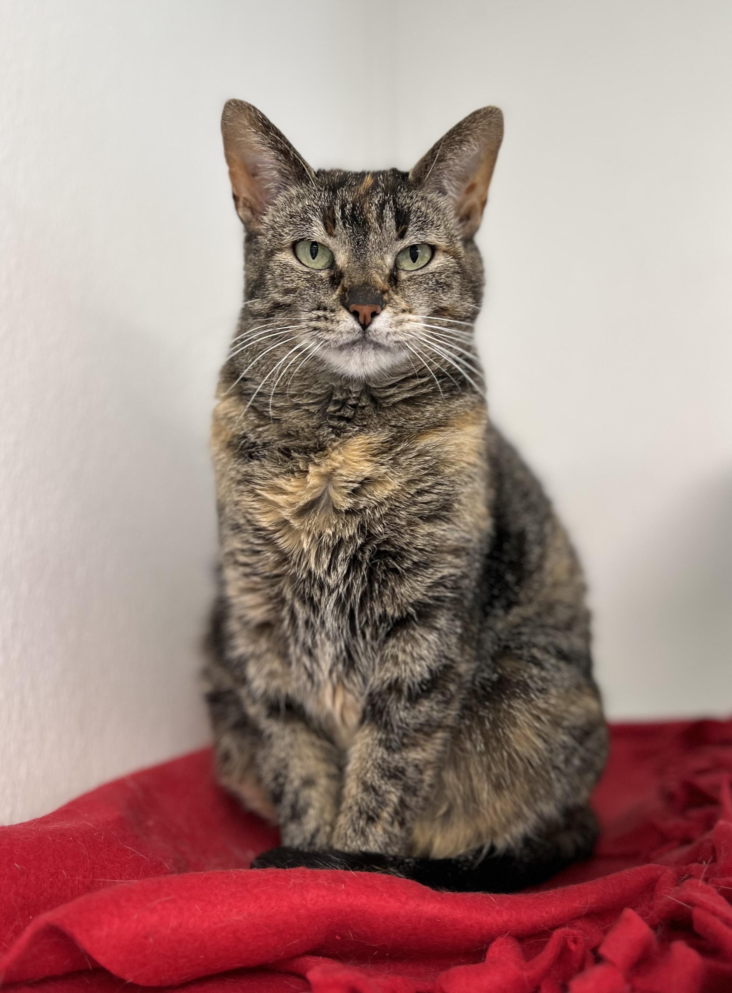 Sangria, Adoptable, Adult Female Torbie.
