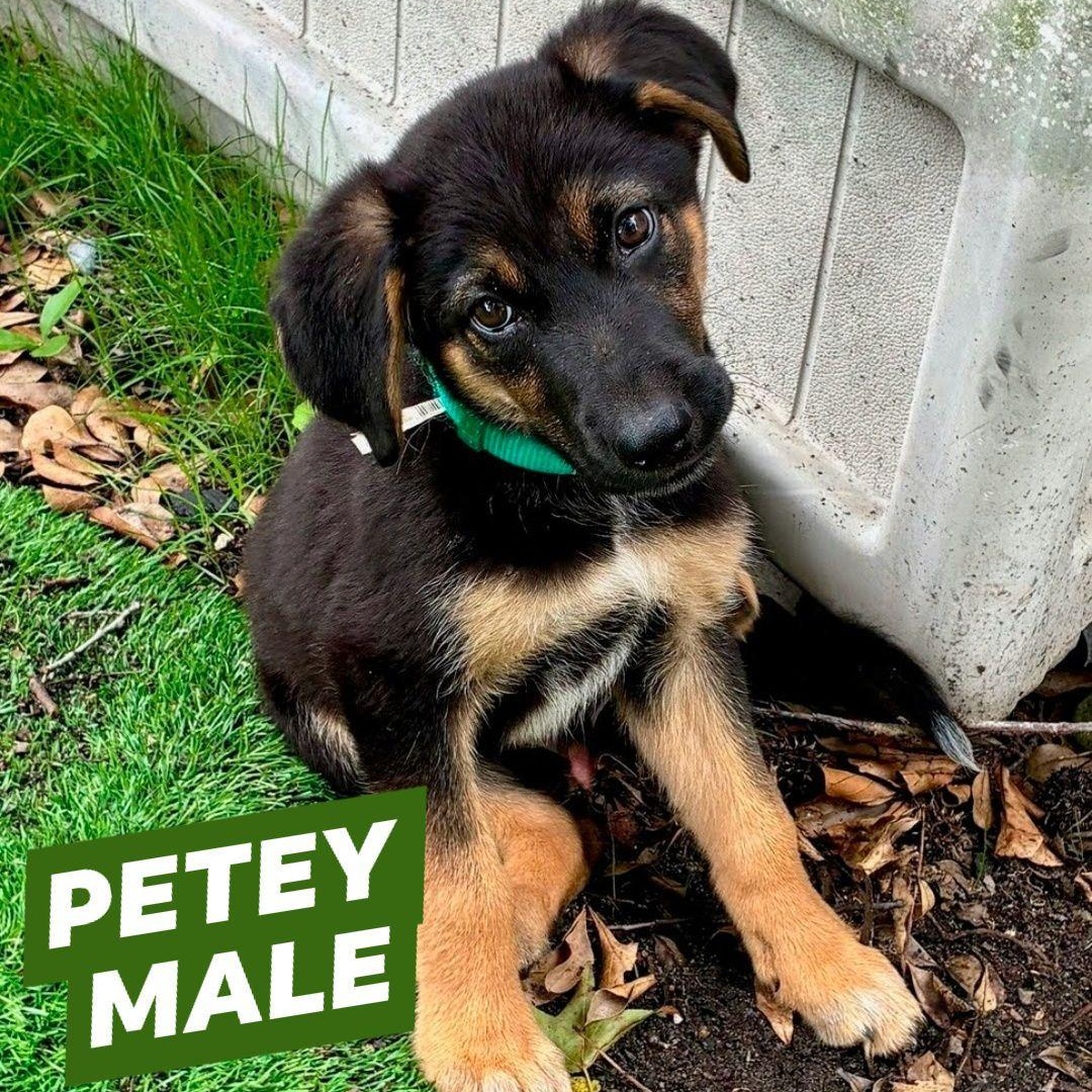 Enlarge Petey, an adopted mixed breed in Myrtle Beach, SC image 1/1
