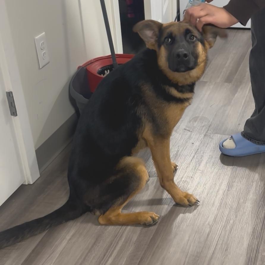 Bella, Adoptable, Puppy Female Mixed Breed & German Shepherd Dog.