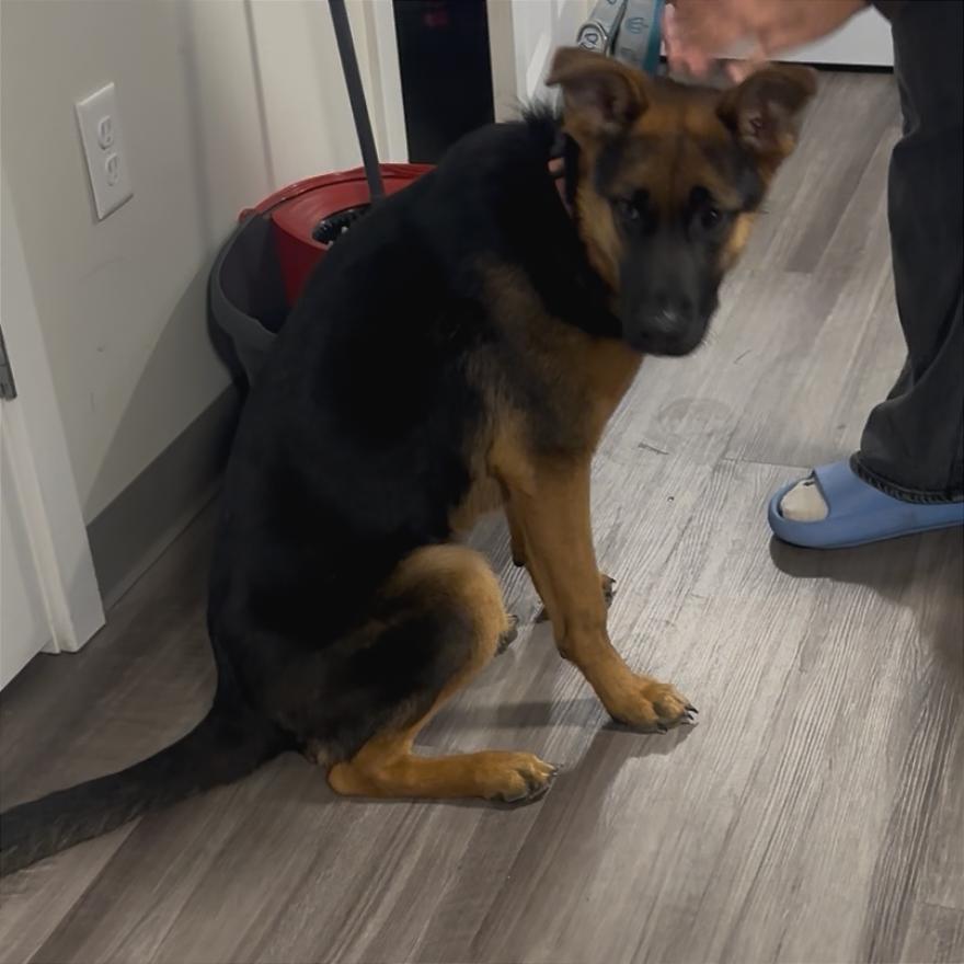 Enlarge Bella, a Adoptable mixed breed in Saratoga Springs, NY image 2/4