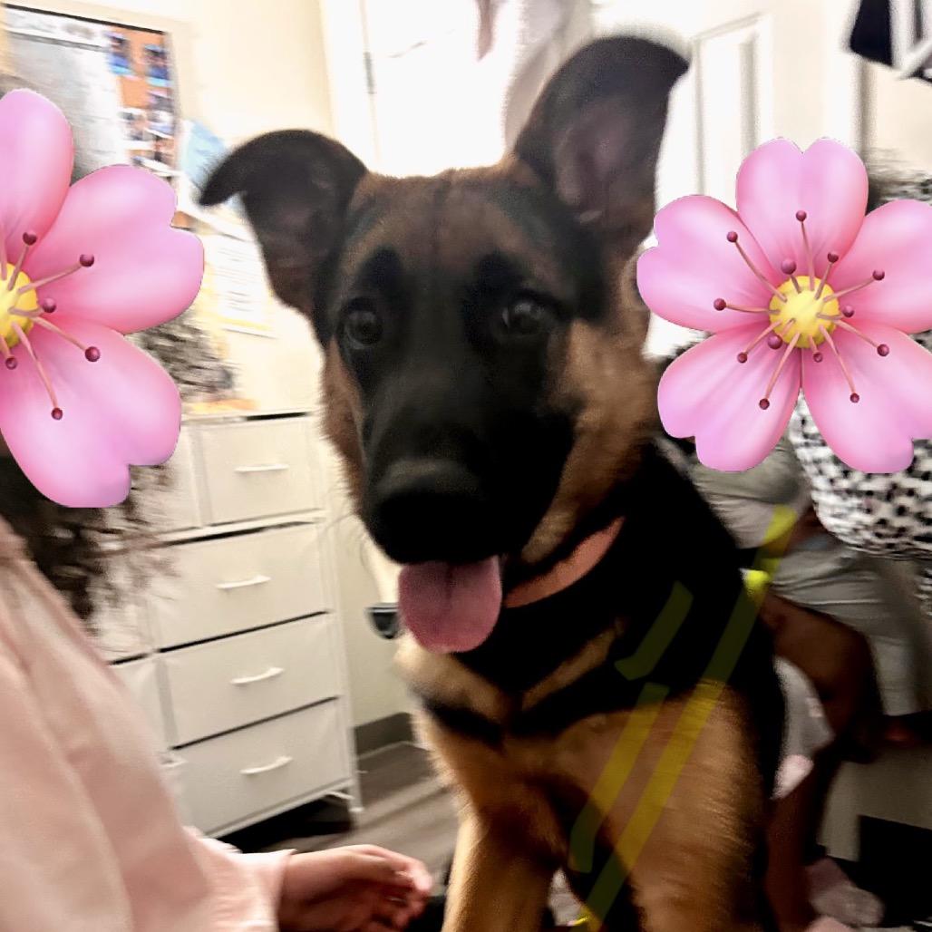 Enlarge Bella, a Adoptable mixed breed in Saratoga Springs, NY image 3/4