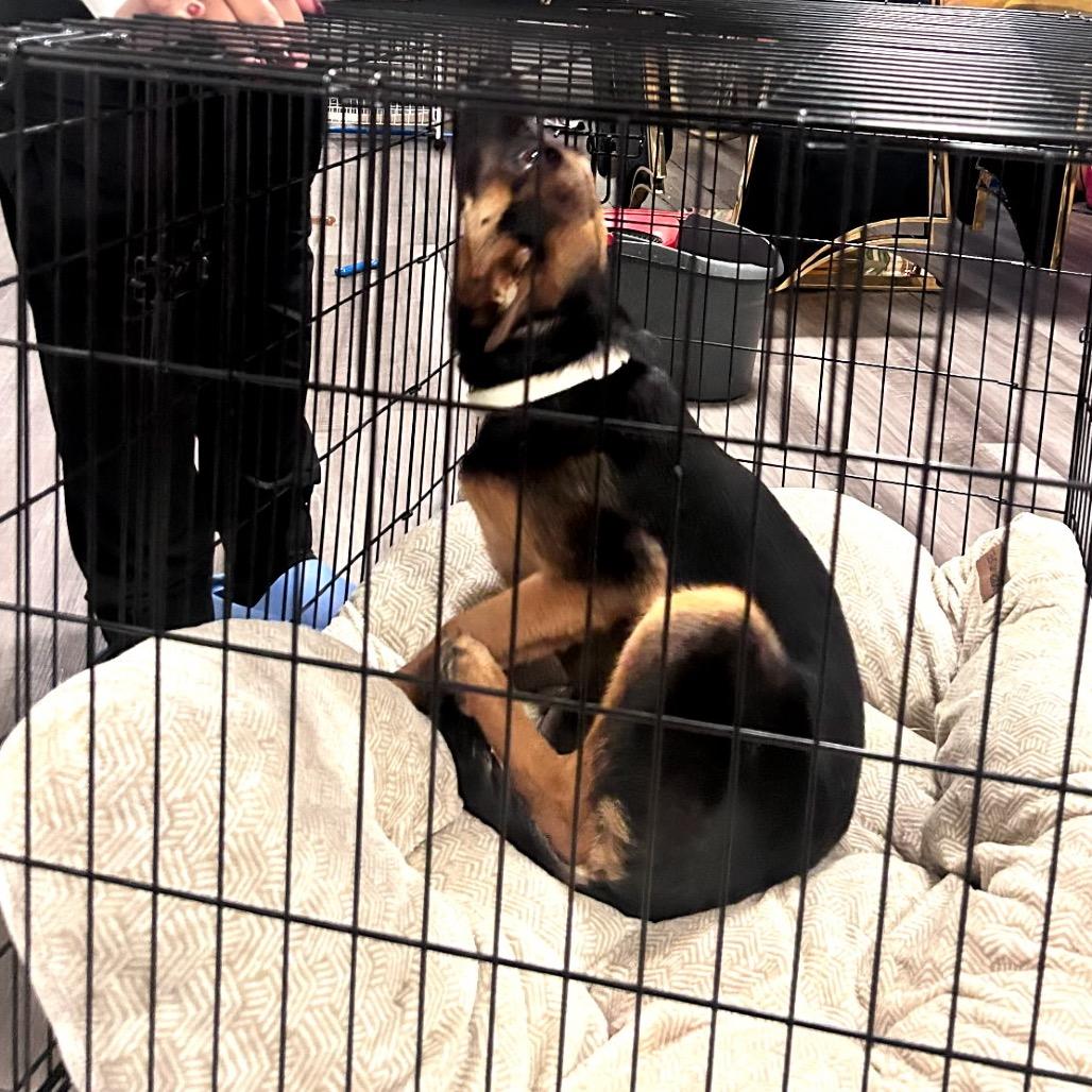 Enlarge Bella, a Adoptable mixed breed in Saratoga Springs, NY image 4/4