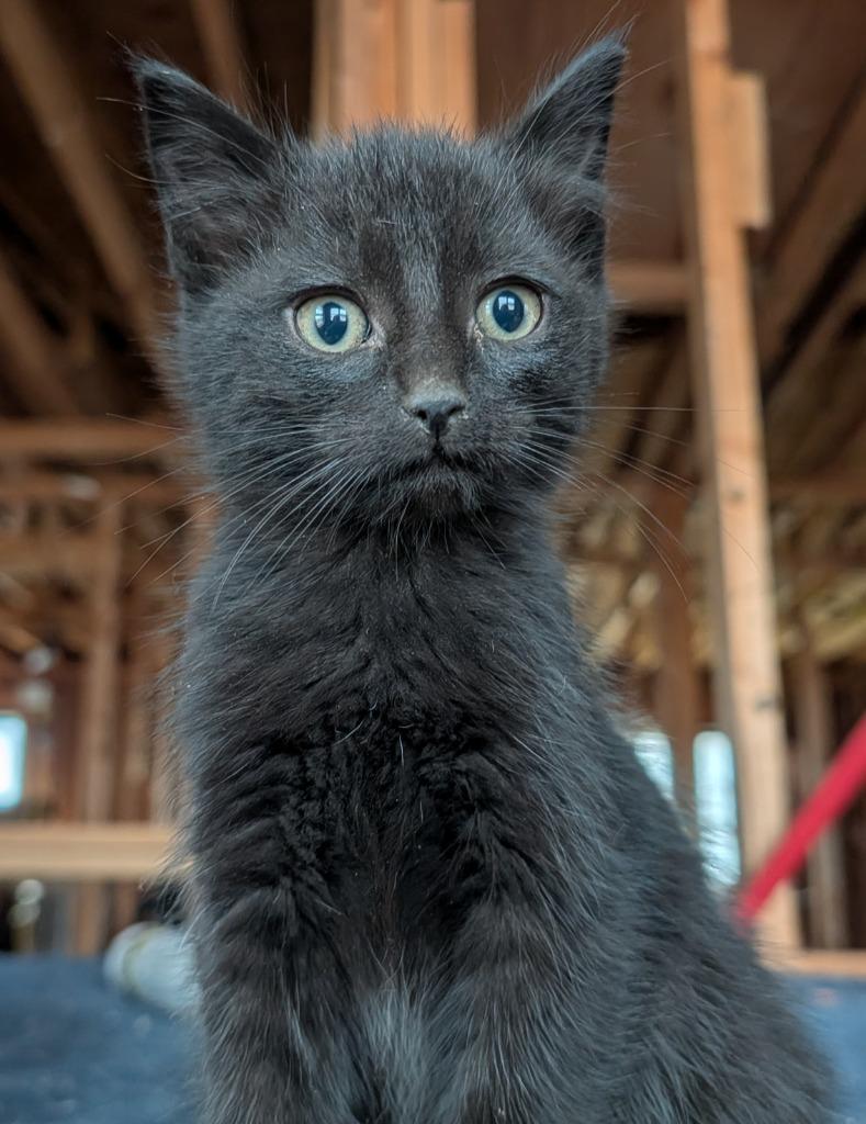 Enlarge Snowy, a Adopted mixed breed in Shelbyville, TN image 1/1