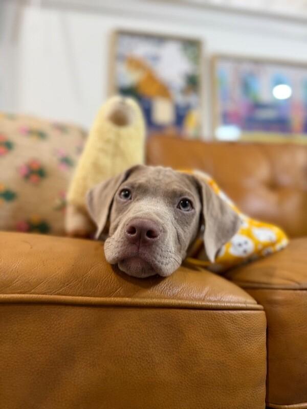 Enlarge Ryan Ark, a Adopted mixed breed in Friendswood, TX image 6/6