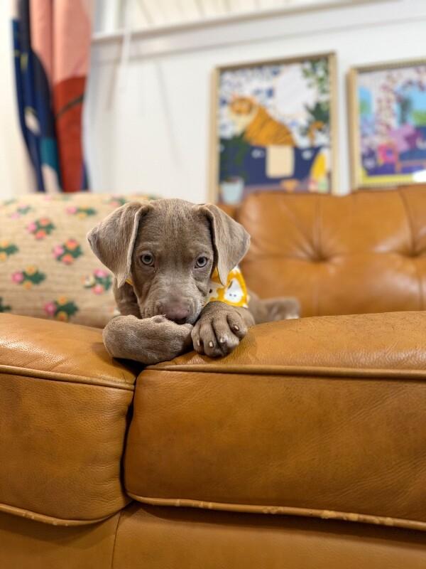 Enlarge Ryan Ark, a Adopted mixed breed in Friendswood, TX image 5/6
