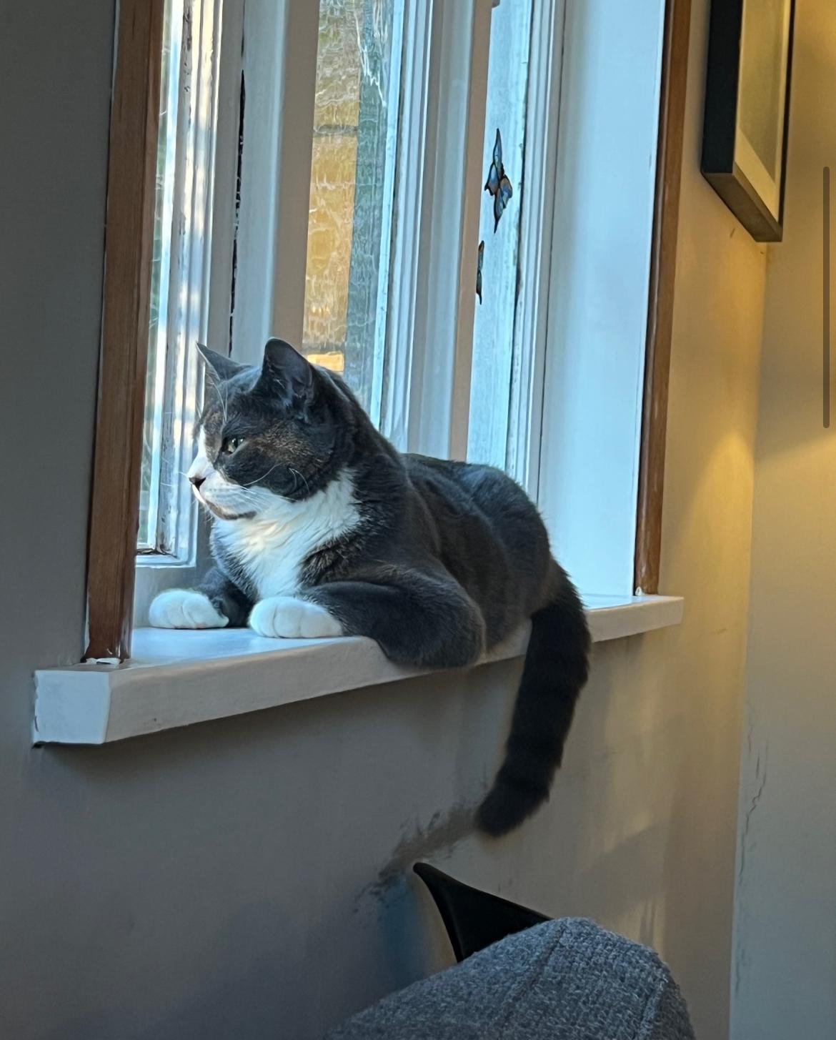 Enlarge Finn - new pics and new bio, an adopted Domestic Short Hair in Vancouver, BC image 6/6