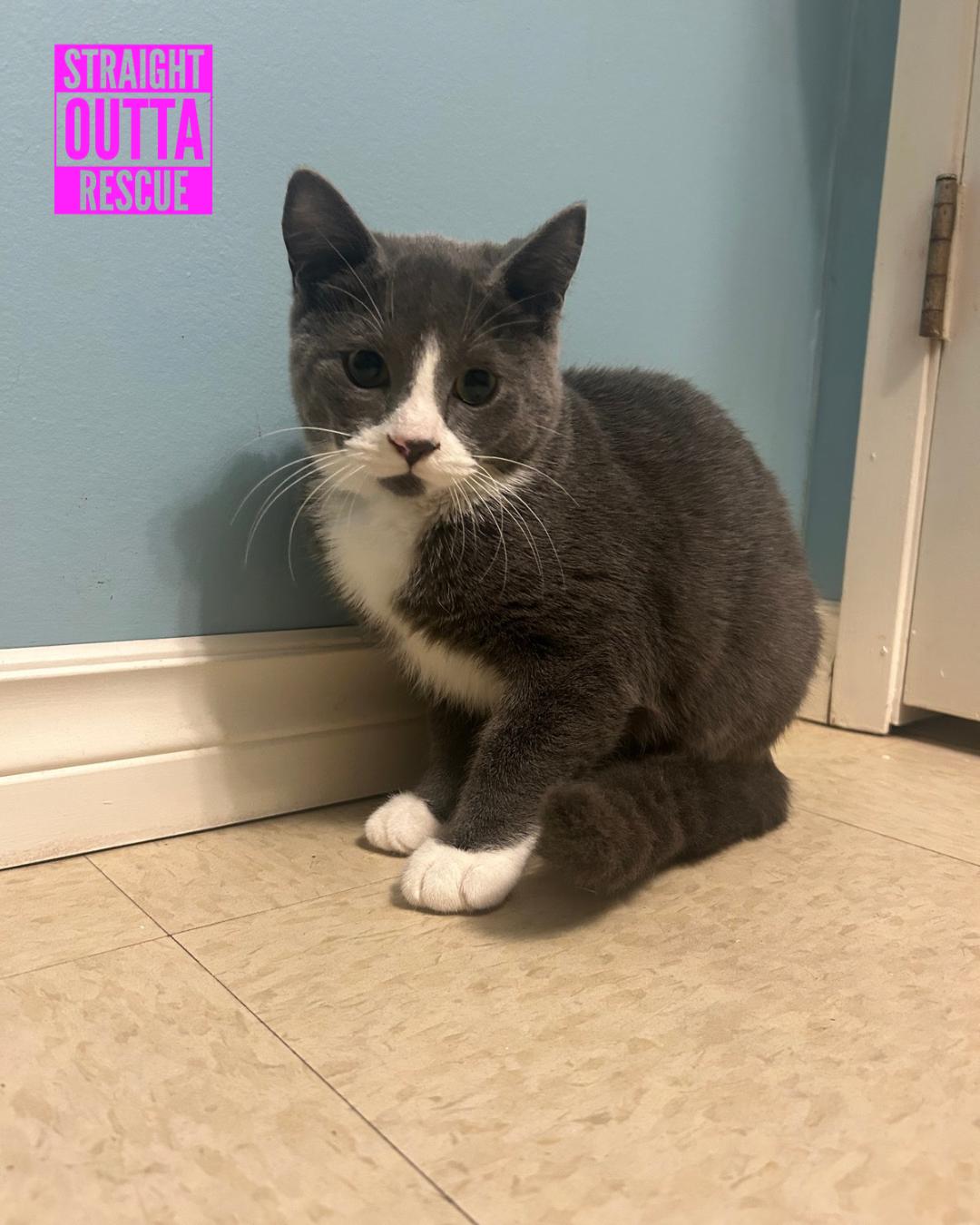 Finn, Adoptable, Kitten Male Domestic Short Hair.