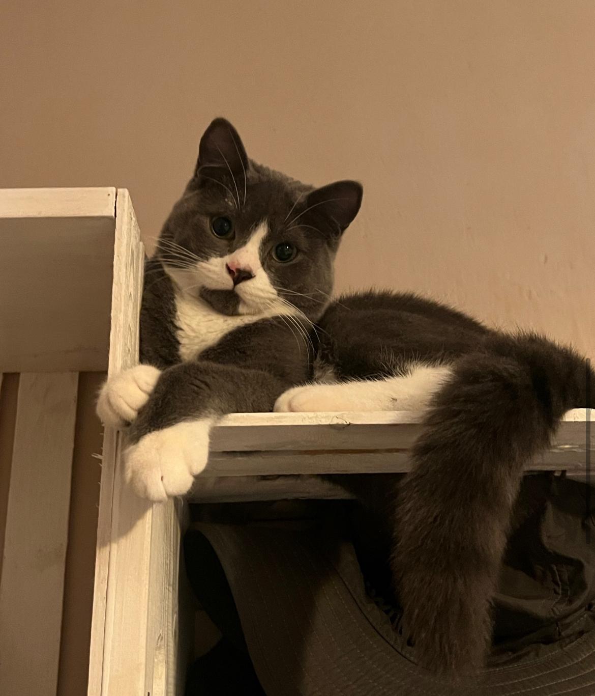 Enlarge Finn - new pics and new bio, an adopted Domestic Short Hair in Vancouver, BC image 2/6