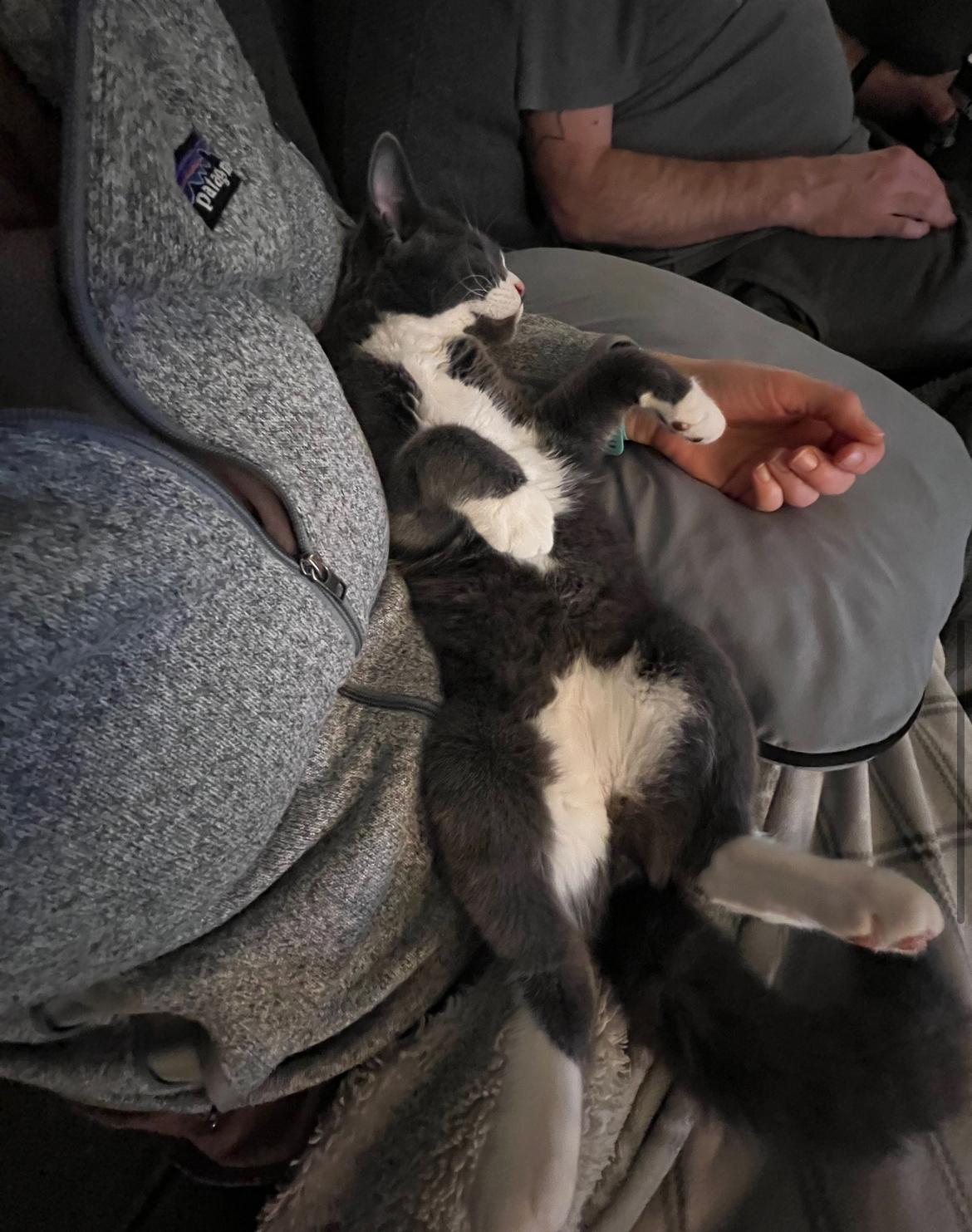 Enlarge Finn - new pics and new bio, an adopted Domestic Short Hair in Vancouver, BC image 5/6