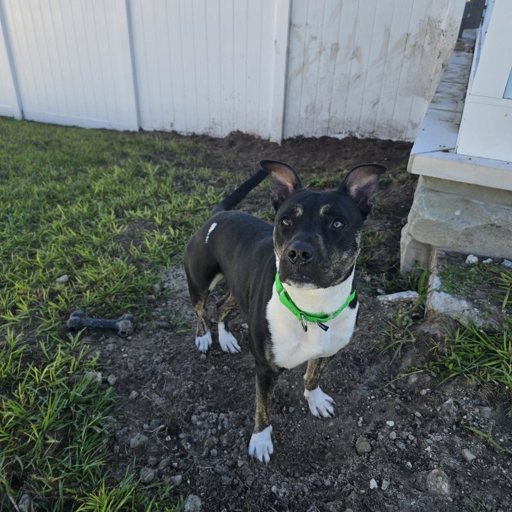 Khalifa, a Adoptable Mixed Breed in Albuquerque, NM image 1/6