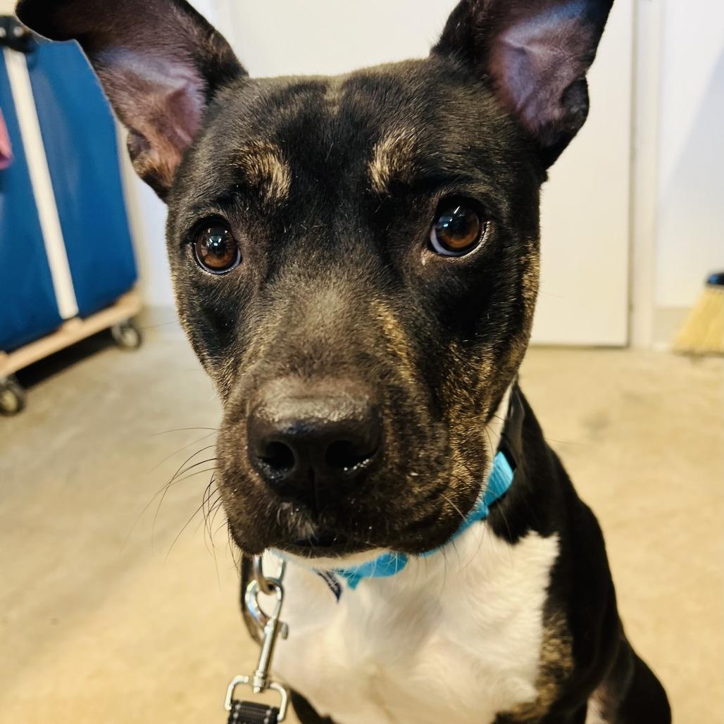 Khalifa, a Adoptable Mixed Breed in Albuquerque, NM image 2/6