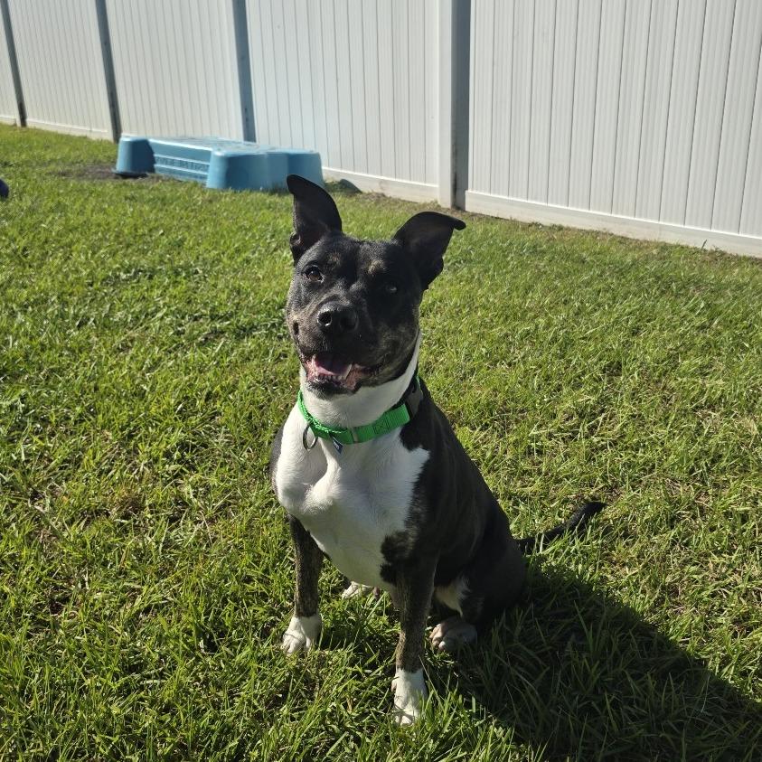 Khalifa, a Adoptable Mixed Breed in Albuquerque, NM image 3/6
