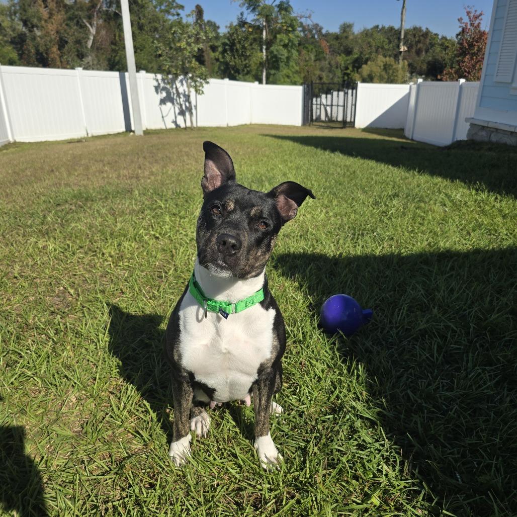 Khalifa, a Adoptable Mixed Breed in Albuquerque, NM image 4/6