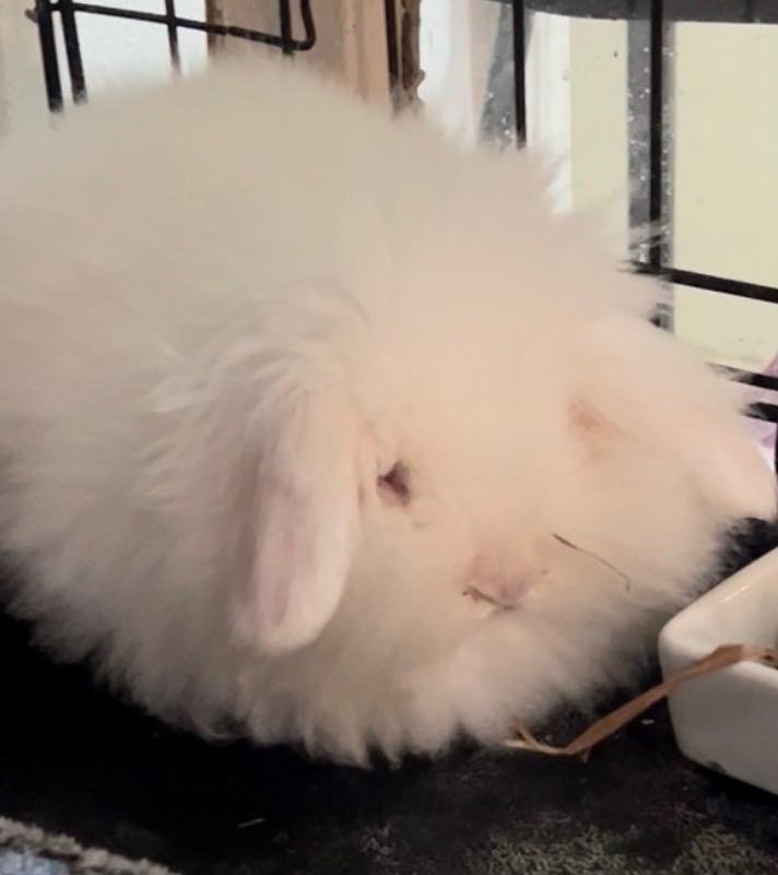 Enlarge Snowball, a Adoptable Angora Rabbit in Waynesboro, VA image 1/2