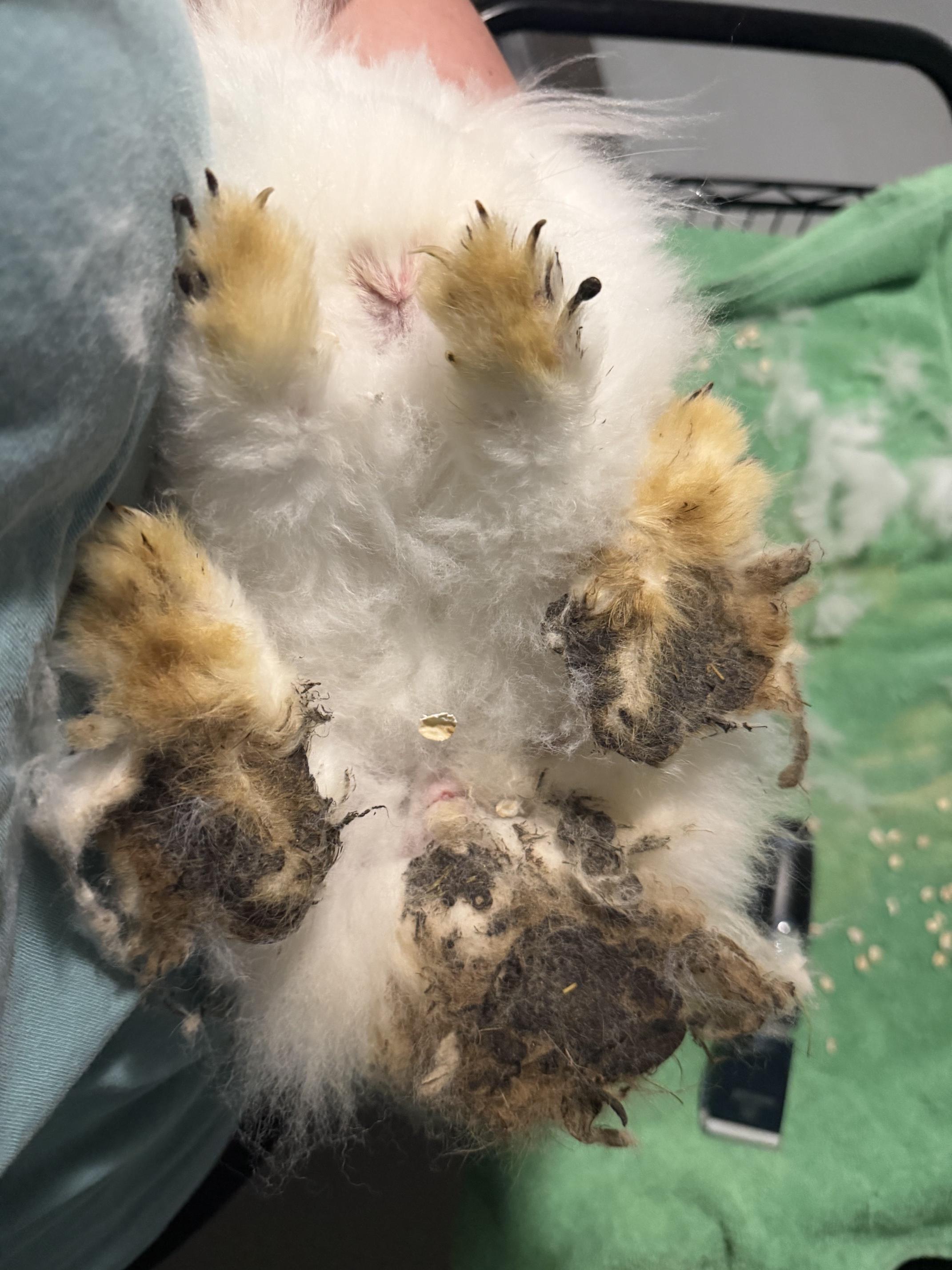 Enlarge Snowball, a Adoptable Angora Rabbit in Waynesboro, VA image 2/2