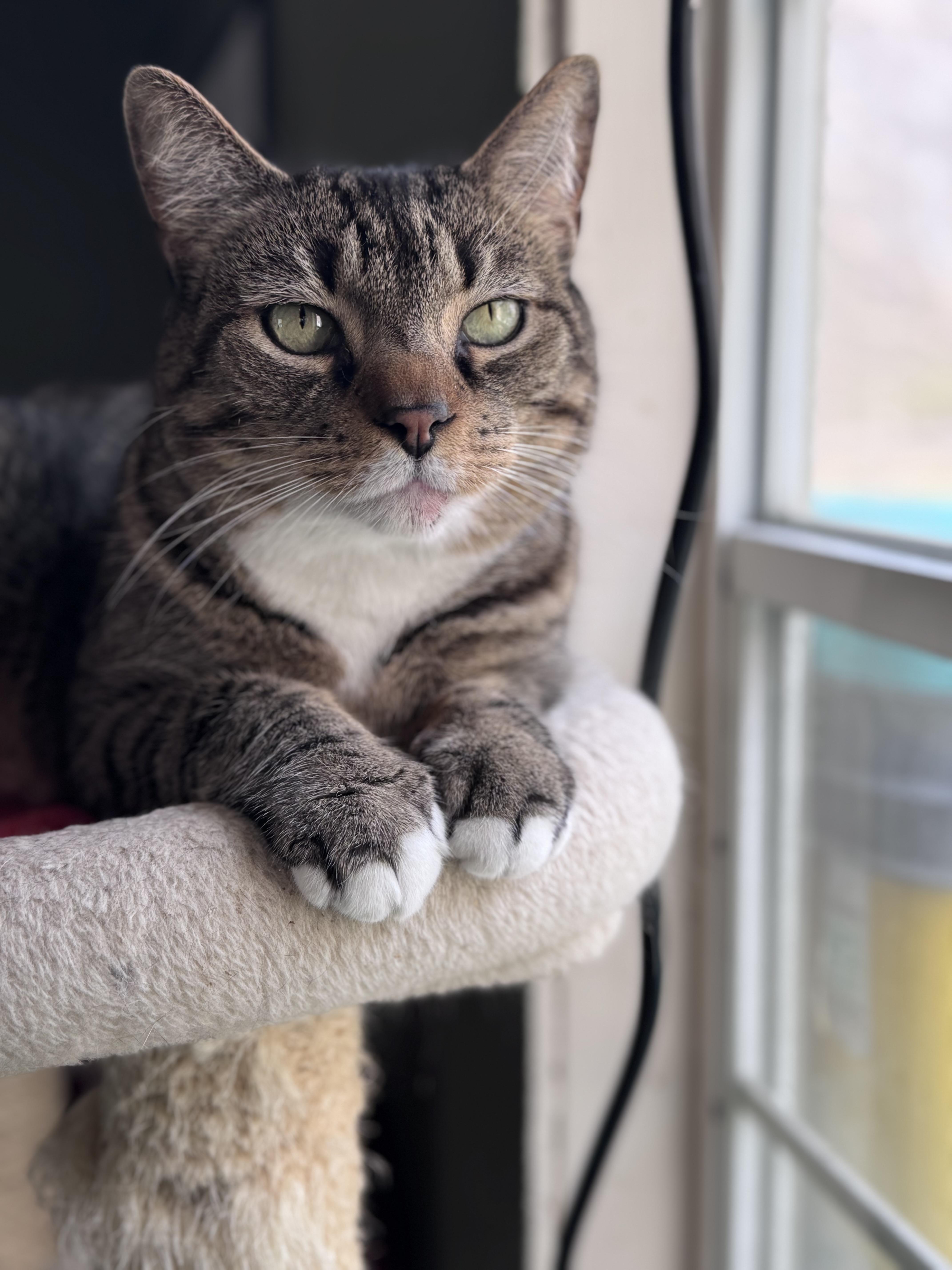 Enlarge George, a ADOPTABLE Domestic Short Hair in Rixeyville, VA image 1/3