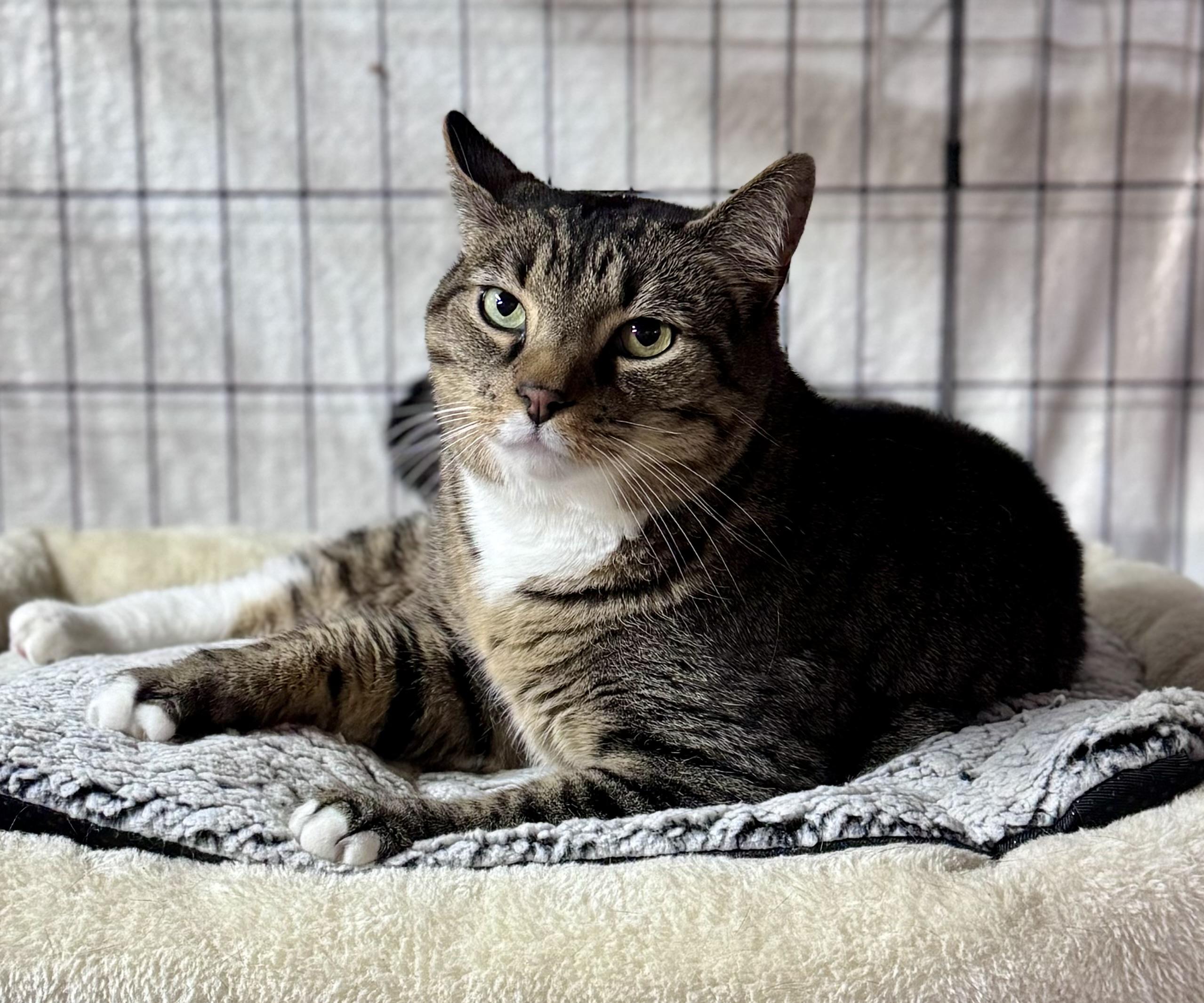 Enlarge George, a ADOPTABLE Domestic Short Hair in Rixeyville, VA image 2/3