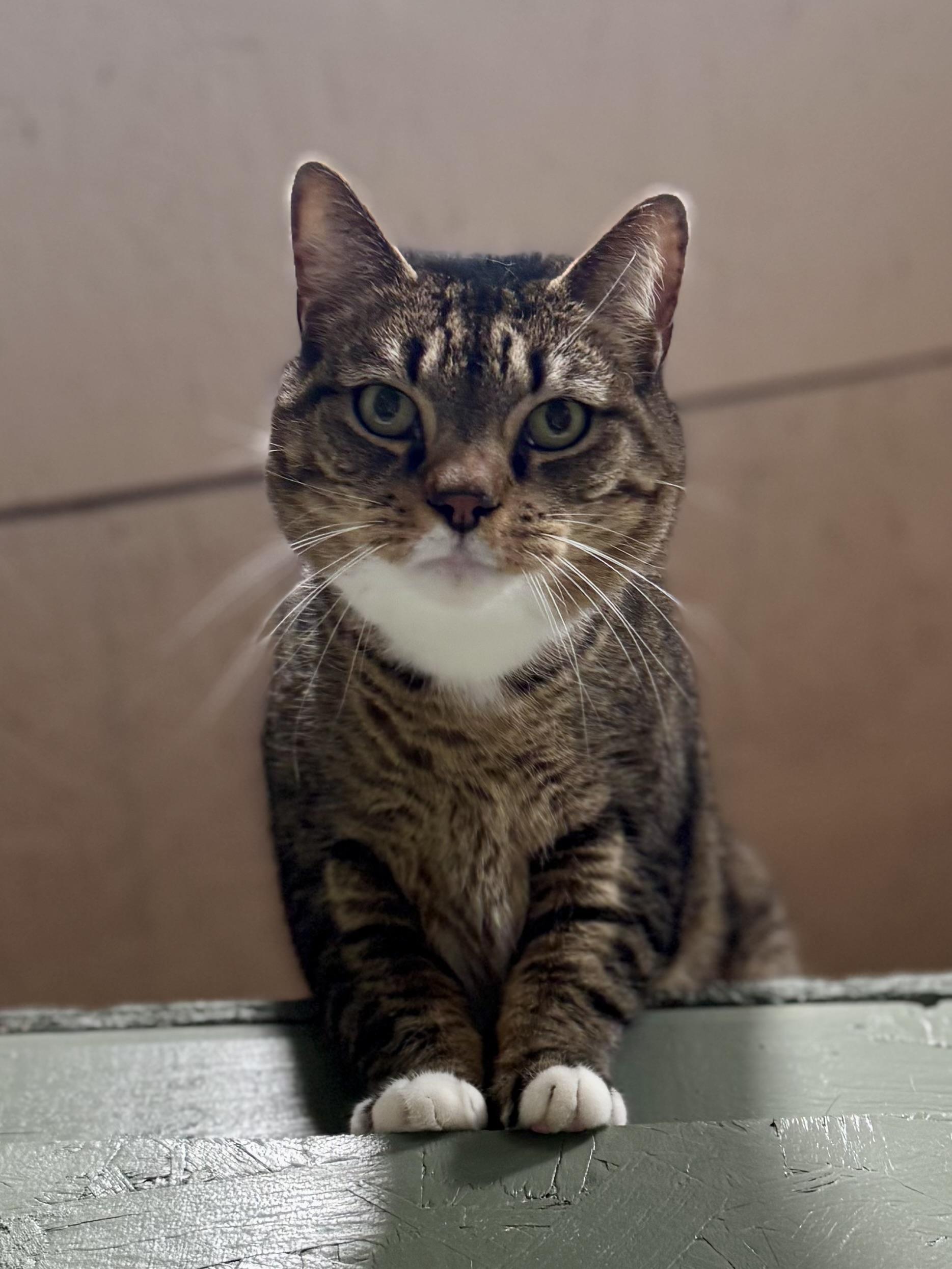 Enlarge George, a ADOPTABLE Domestic Short Hair in Rixeyville, VA image 3/3