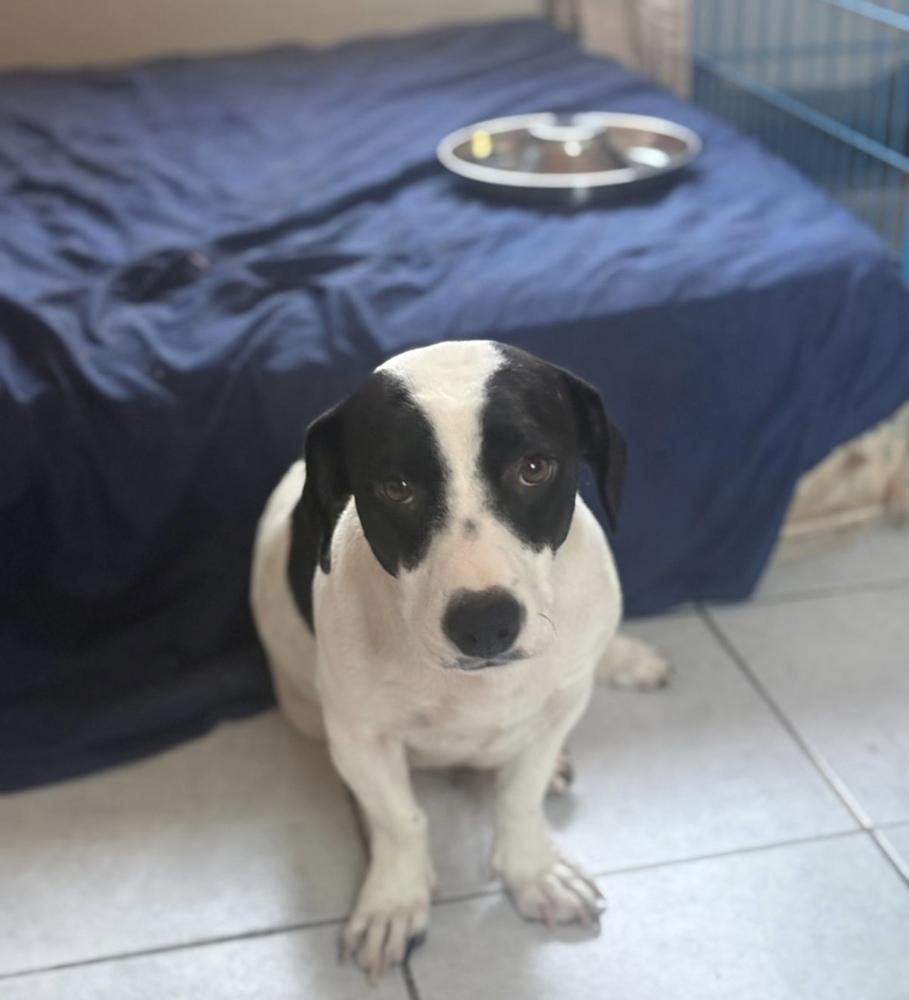 Oreo, Adoptable, Adult Female Beagle & Dachshund.