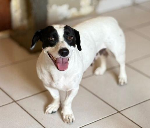 Oreo, a Adoptable mixed breed in San Diego, CA image 2/2