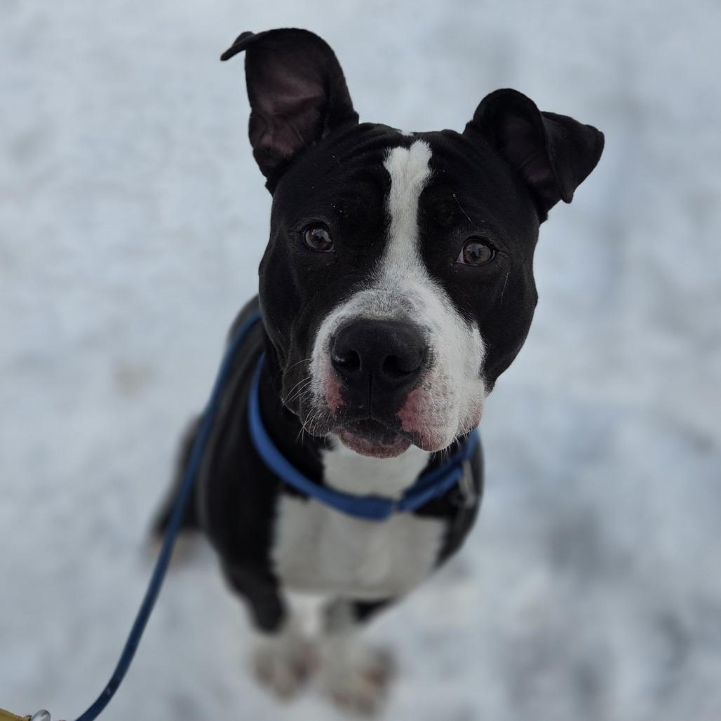 Cruz, Adoptable, Young Male Terrier & Mixed Breed.